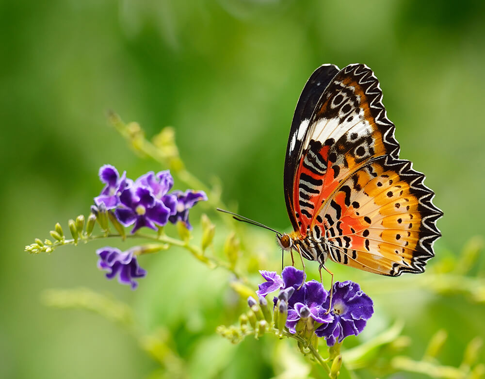 Colorful butterfly on a blade of grass in a green garden summer sunshine